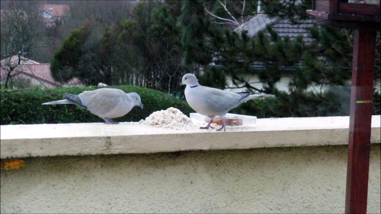 les oiseaux de mon jardin