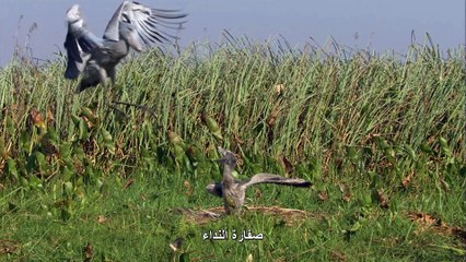 إفريقيـا الحلقة الثانية السافانا BBC