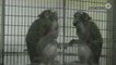 New Study Shows Monkeys Can Recognize Themselves In Mirrors