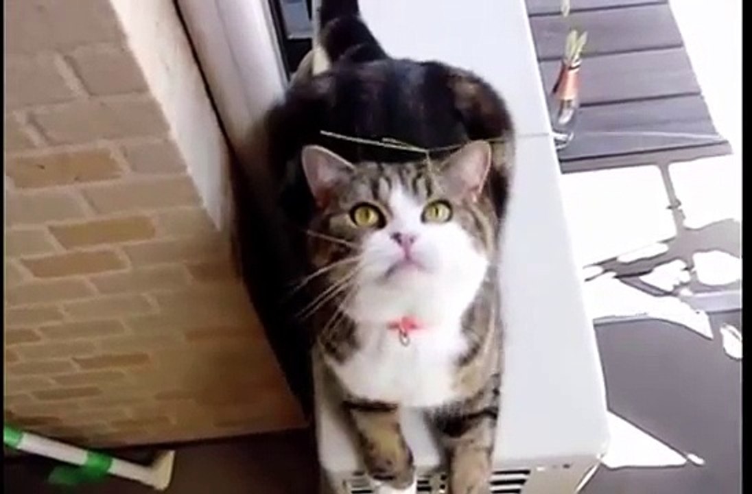 best funny cat maru (british shorthair) 9-1-2015 (58)