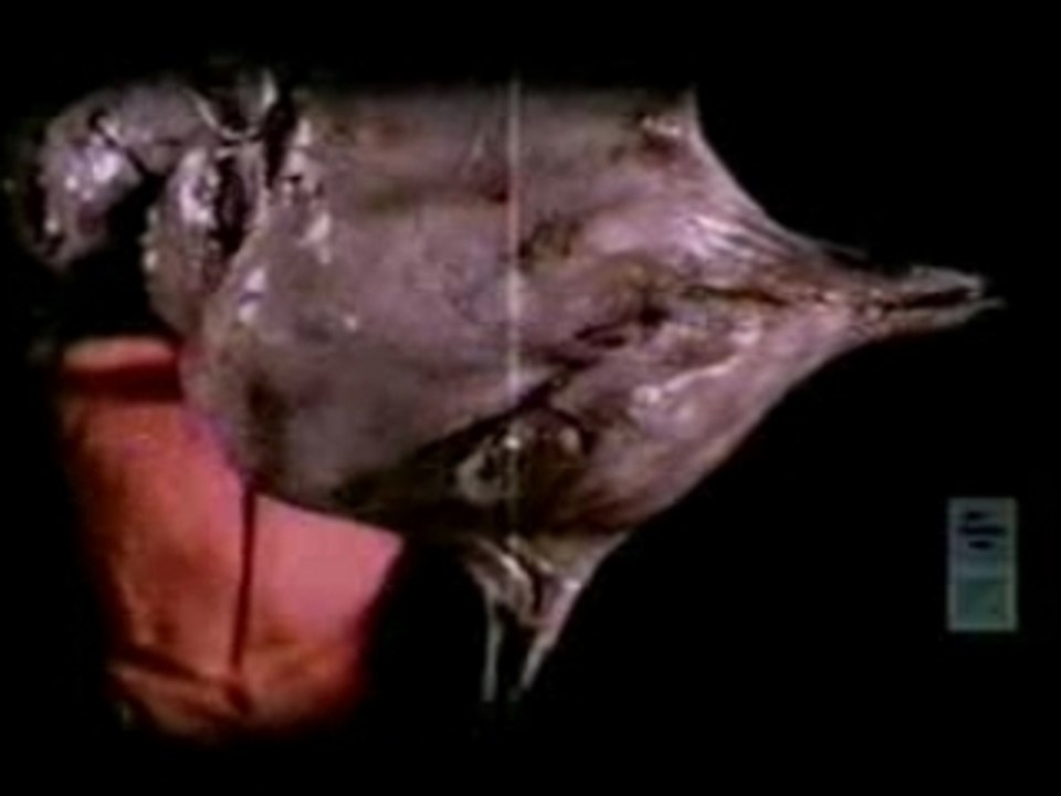 Slipknot - Wait And Bleed (Claymation)