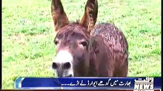 India gave an award to the donkey