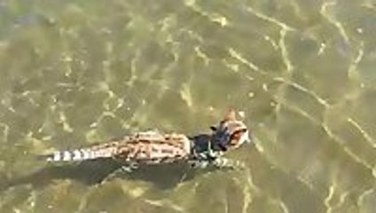 Diego goes for his first swim at the beach