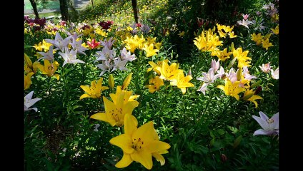ひとり芝居　石川セリ