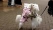 Dancing Dog Bichon Frise Dancing dogs Kandi and Bailey