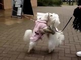 Dancing Dog Bichon Frise Dancing dogs Kandi and Bailey