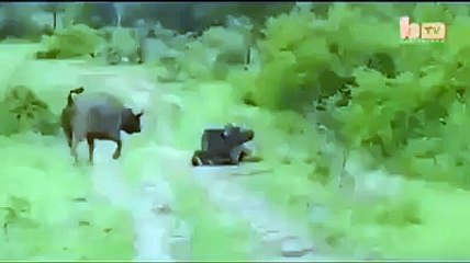 Bufalo, aslanı tek hamlede