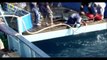 ‫وثائقي - رجال القرش الأبيض- هرب القرش النمر HD‬‎