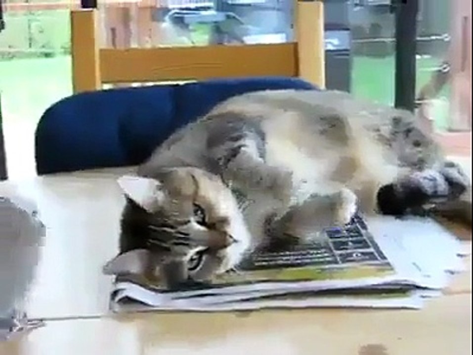 Dove Teasing Cat Really Funny