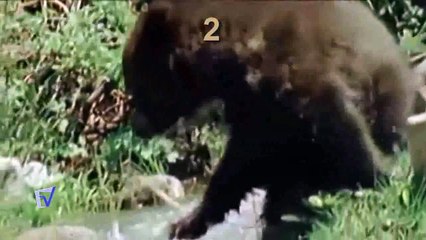 LEÓN VS OSO TOP 5 ataques