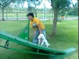 Baby Bichon Frise Nico & Molly doing agility training