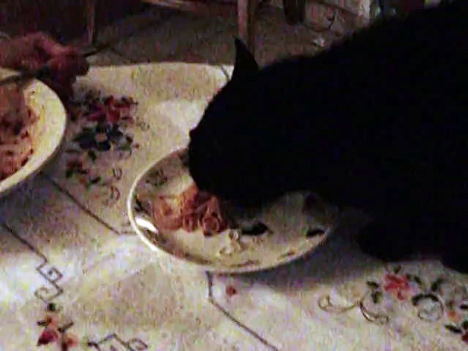 Cachou aime les spaghettis