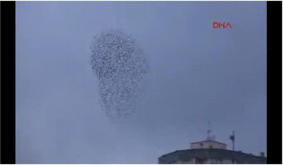 Kuşların muhteşem dansı