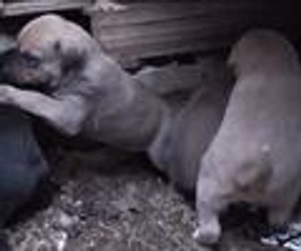 Sokak köpeği bir batında 18 yavru doğurdu