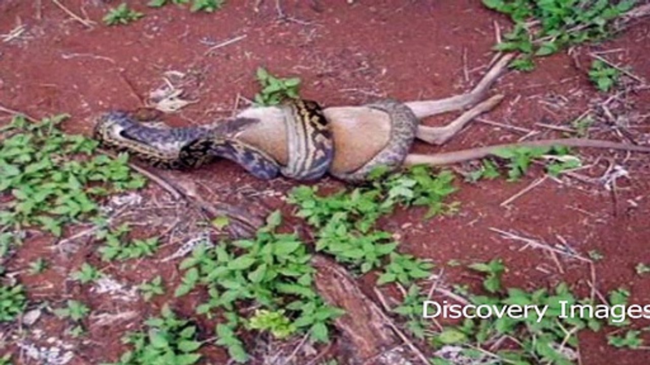 Most Dangerous Animals Fights -- Most Dangerous Animals Fights -- HD Videos - Video Dailymotion