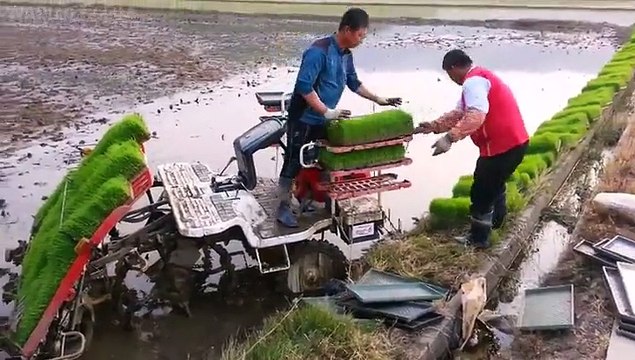 South Korean Rice Planting-Entertainment & Fun Vidoes