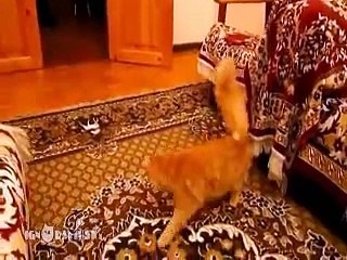 Cat Flips Out Over The Sound Of _Mario_ Jumping song