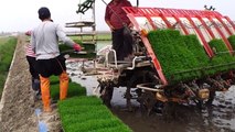 Amazing Video of Rice cultivation Must watch and share