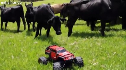 Funny Videos Of Funny Animals Chasing Stuff Compilation 2015.