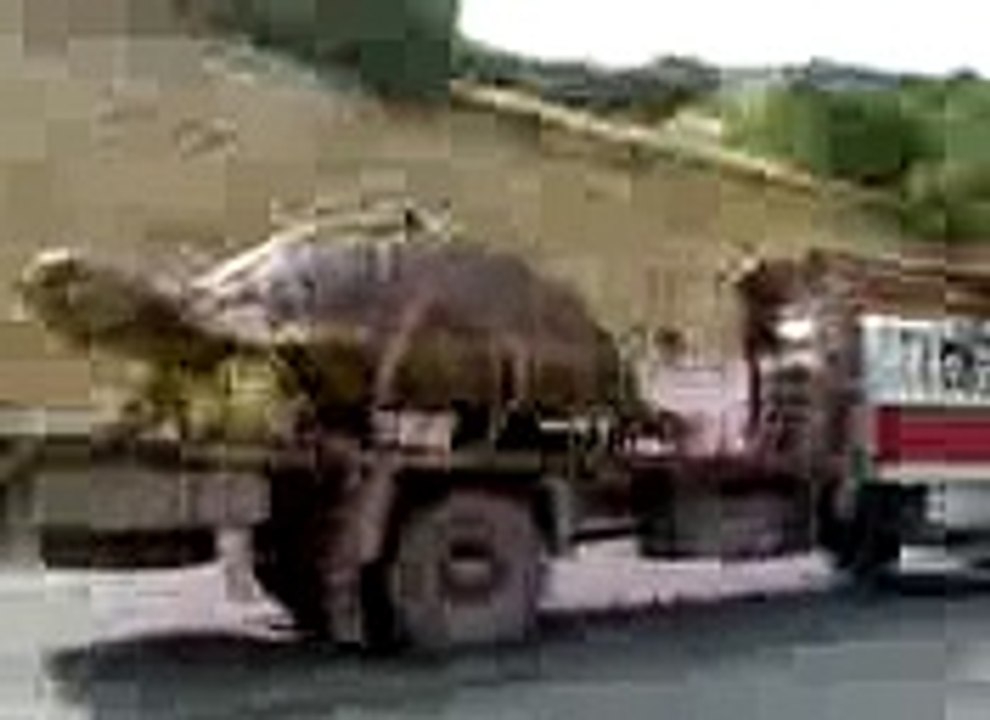 Amaizing World The Biggest Turtle in this Beautiful and Strange World "ALLAH KI SHAN"  In High Qaulity