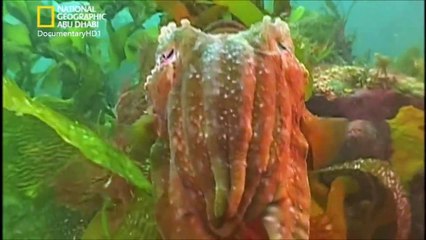 ‫وثائقي - تنين البحر HD‬‎