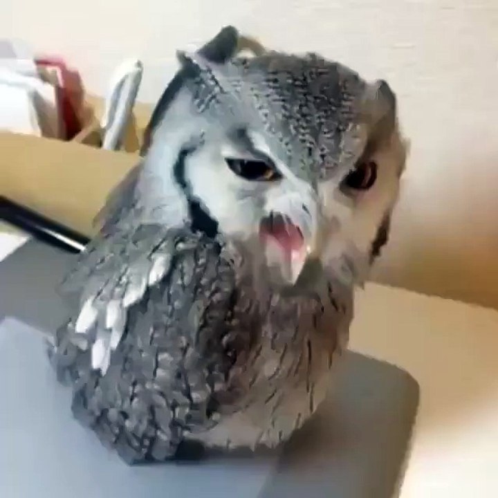 The Annoyed Owl!