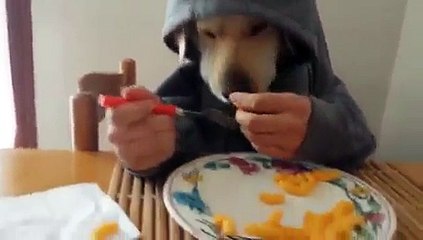 Dog Eating Food Like A Man