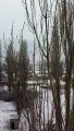 Gölova Demirkonak Köyü Kış Manzarası Ocak-2015 (2)