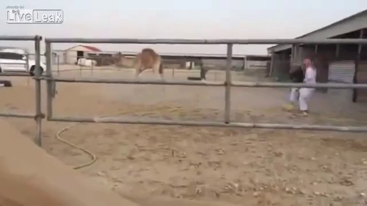 العرب يحولون الجمل لـ لاعب كرة