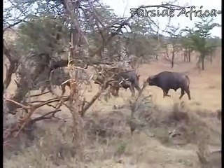 قناة الخط الأخضر | زرافة تقتل أسدا رفسا وركلا ودهسًا حتى الموت إنتقاما منه