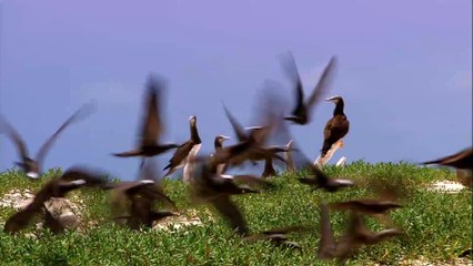 brutal t.v. lost tapes