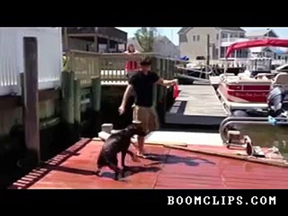 Dumb Dog Moment Funny