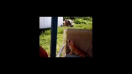 Funny Videos 2015 - Funny Cats Video Compilation - Funny Cat Videos - Funny Animals Funny Fails 2014 - YouTube_2