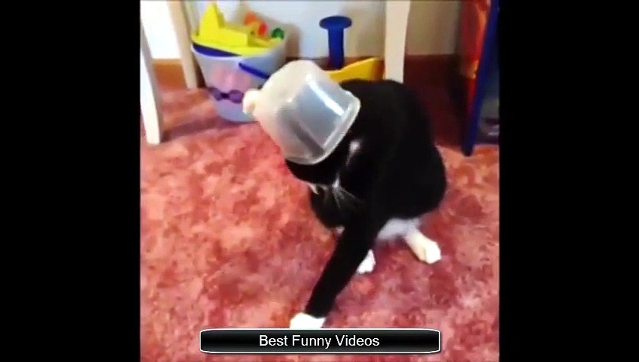 Funny Videos 2015 - Funny Cat Video 2015 - Funn...