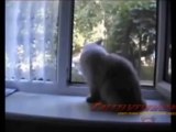 Most Funny Stupid People Video - Funny Animal Accident Video 2014 -