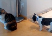 Sage Cat Ignores Excited Puppy