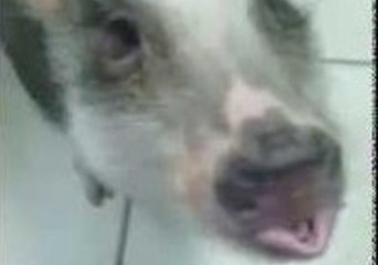 Hamilton the Pig Savors the Flavor