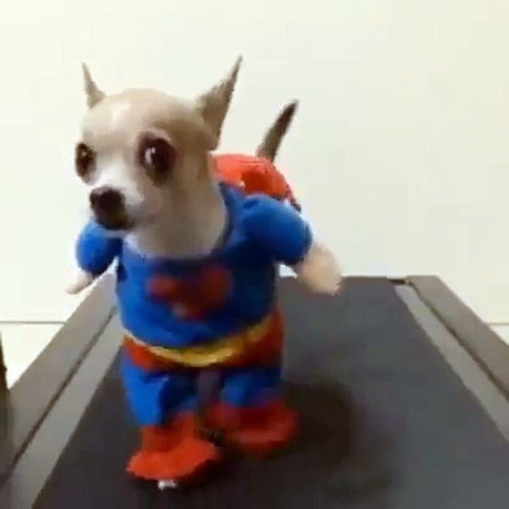 super puppy funny video