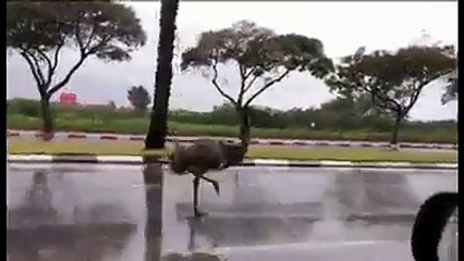 Beep Beep   Beatifull The Real Roadrunner