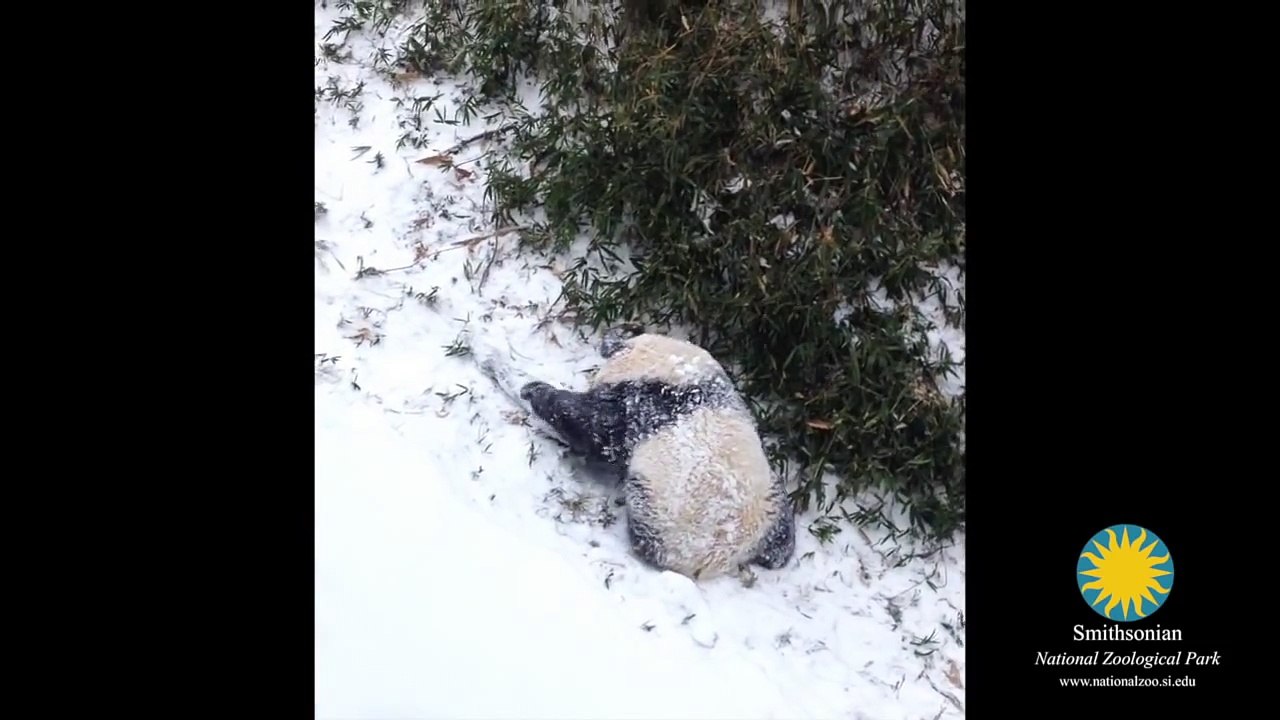 Bao Bao's First Snow Day!