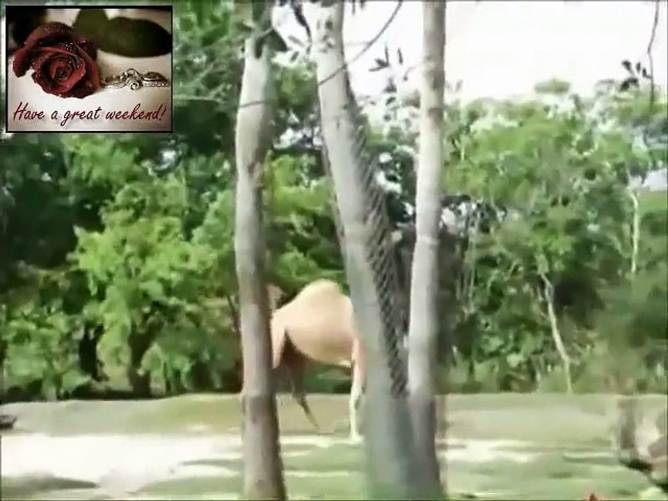 Best Funny Vines Compilation 2014 - NEW FUNNY ANIMAL VINES AND CLIPS - HOT