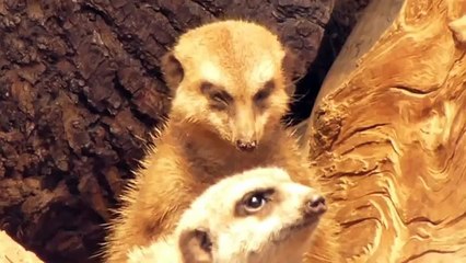 Meerkat Struggles To Stay Awake