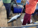 Salt water fishing: 3 macks on bait fishing on 11 Jan'15