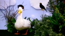 DuckTales Theme Song With Real Ducks