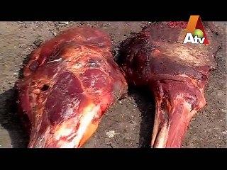 Dead Animals -- Kia Hum Dodh Ke Dhulay Hein