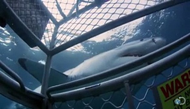Deadly Shark Attacks Man in Cage