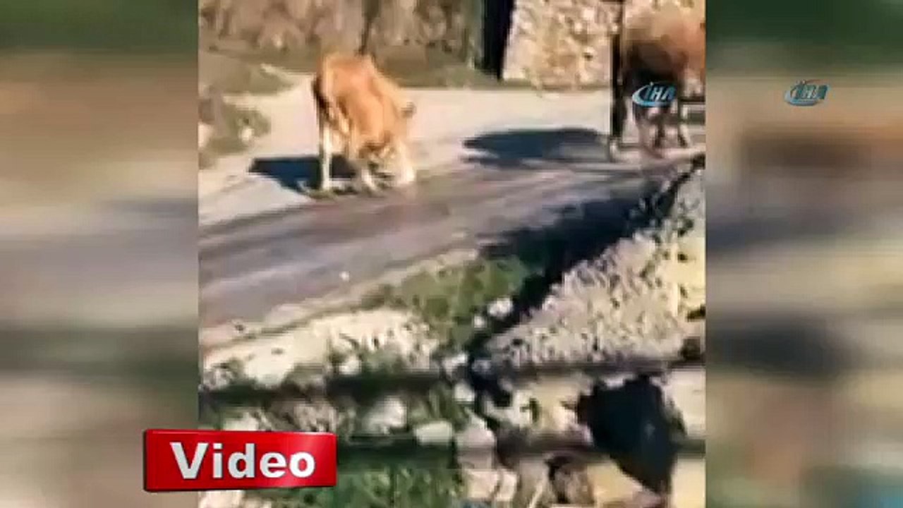 Buz Pateni Yapan İnekler