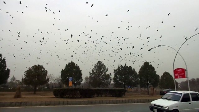 Today dated 12 - 01 - 2015 very beautiful seen Crows keep running in circles with crows following them in Fatima Jinnah Park F-9 Islamabad. By pccnn ( Chaudhry Ilyas Sikandar )