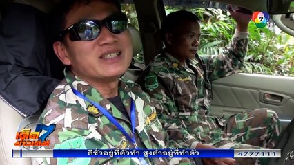 Khao Yai un éléphant monte et demonte deux automobiles