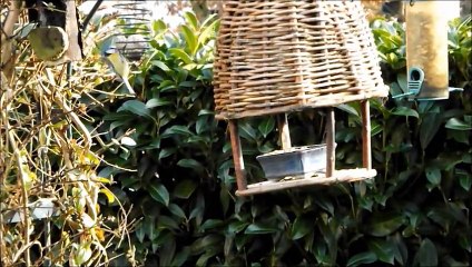 Mésange Bleue, Charbonnière et Sitelle Torchepot